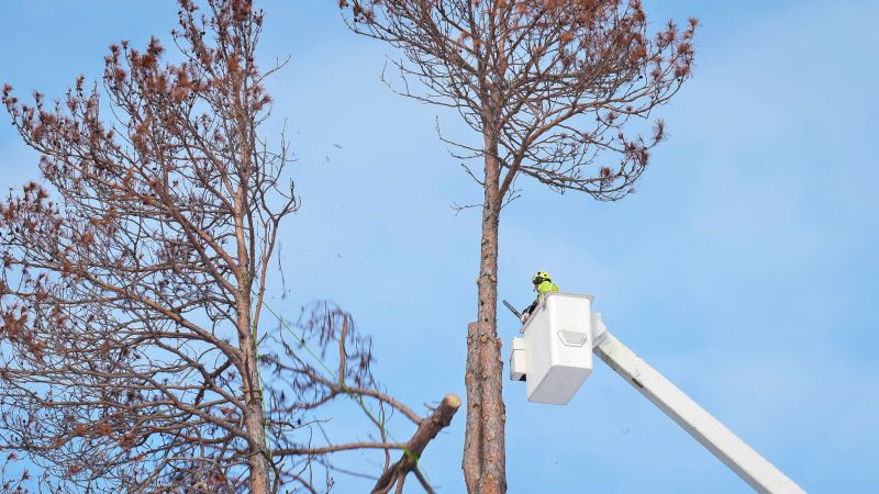 Butterfly Bush Removal