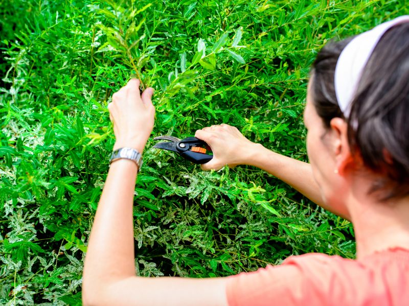 Bush Pruning