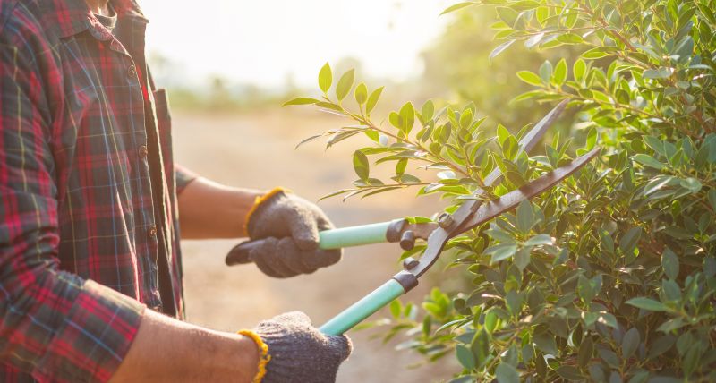 Bush Pruning