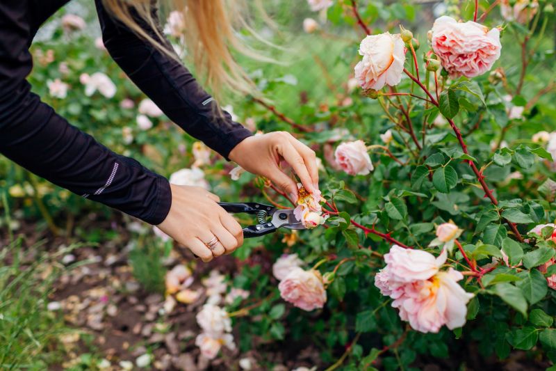 Bush Pruning