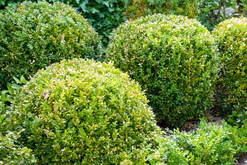 Bush Shaping Service