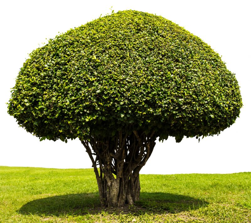 Bush Shaping Service