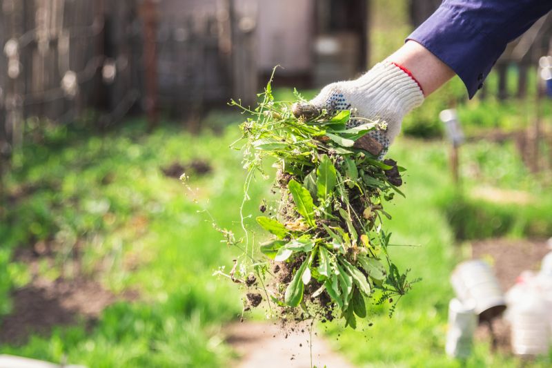Butterfly Bush Removal