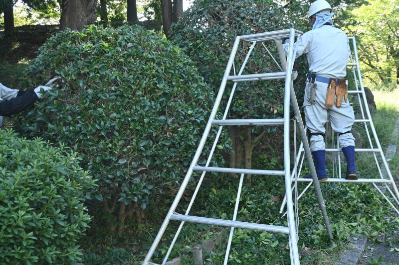 Shrub Shaping