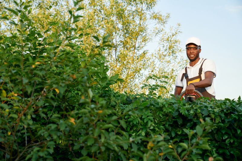 Shrubs Removal