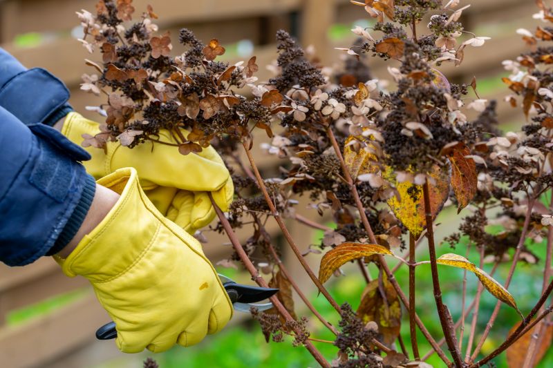 Butterfly Bush Removal detail
