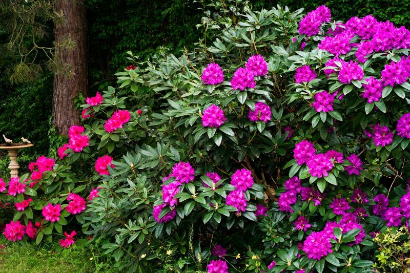 Butterfly Bush Removal detail