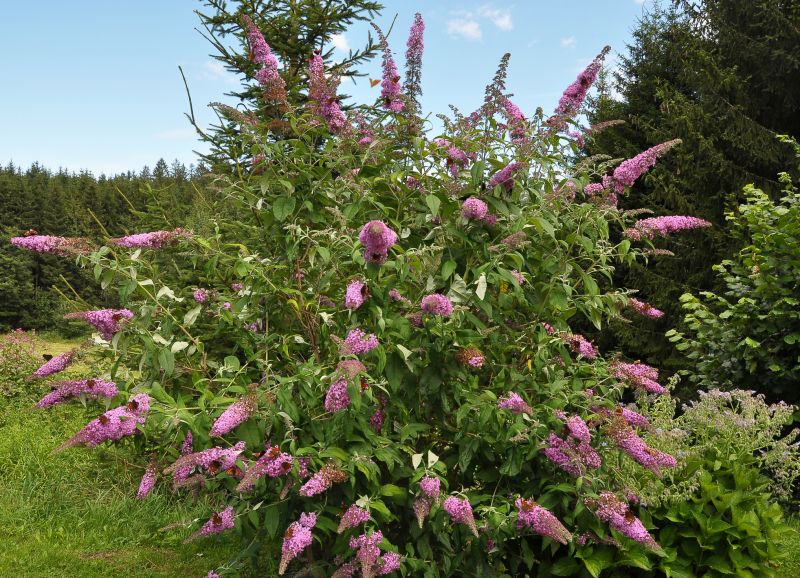 Butterfly Bush Removal detail
