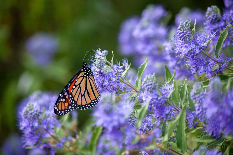 Butterfly Bush Removal detail