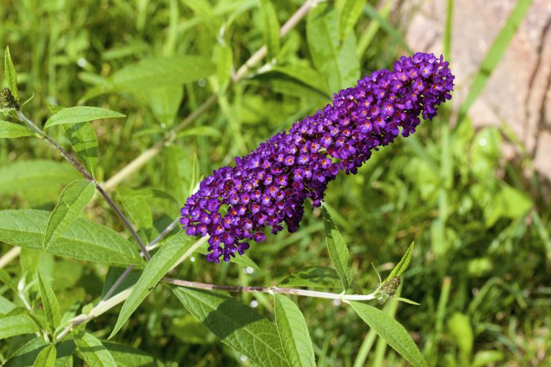Butterfly Bush Removal detail