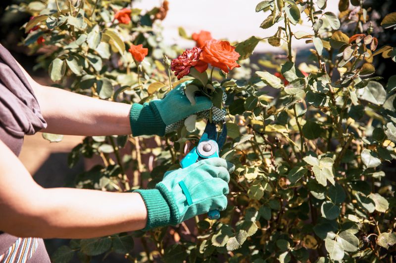 Shrub Pruning
