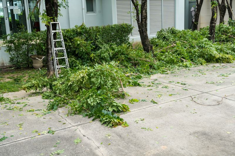 Shrubs Removal
