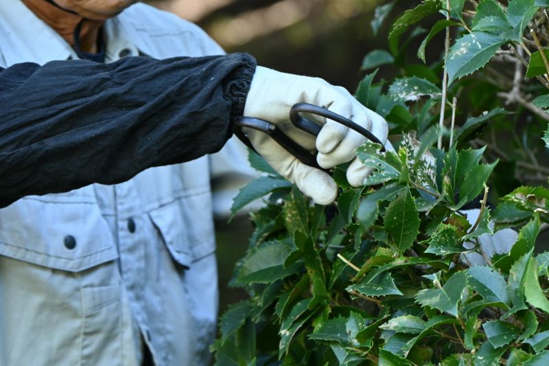 Hedge Pruning