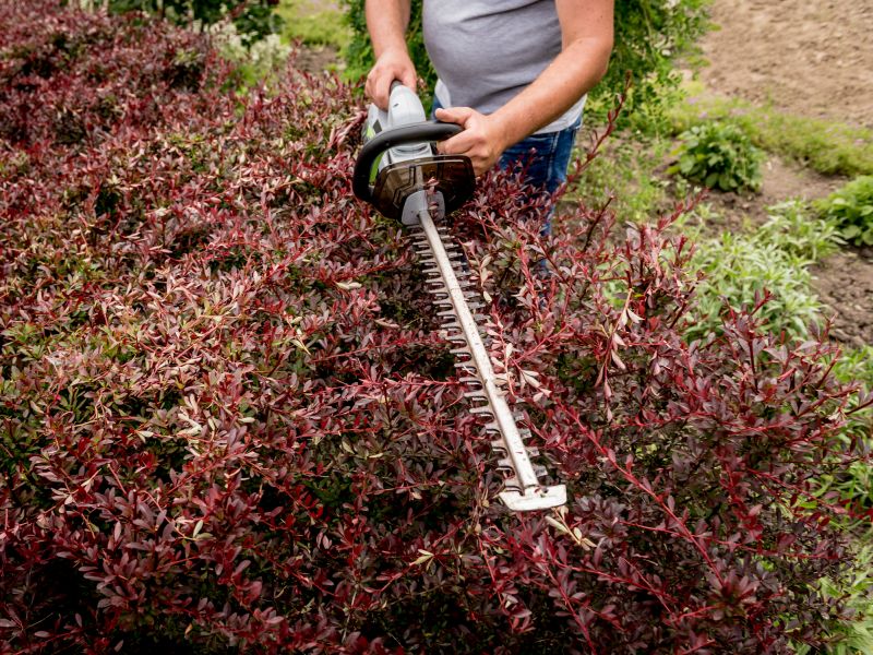 Hedge Pruning