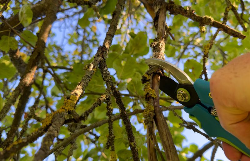 Shrub Pruning