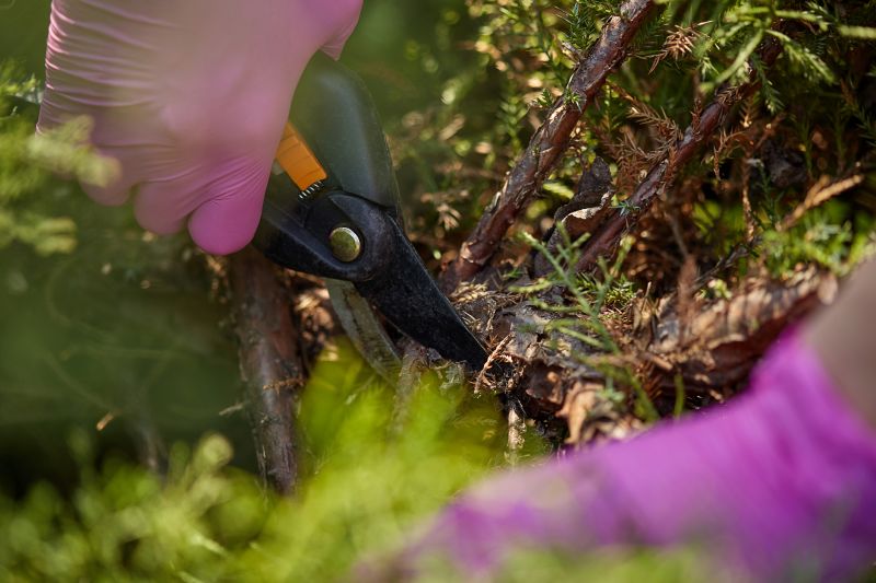 Shrub Pruning