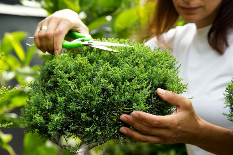 Shrub Pruning
