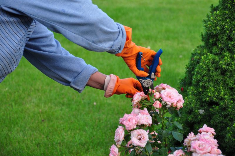 Shrub Pruning