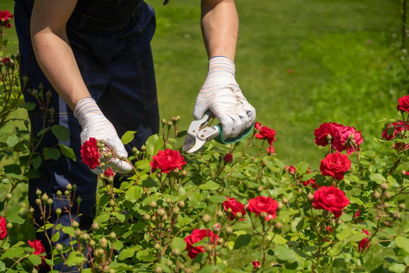 Shrub Pruning