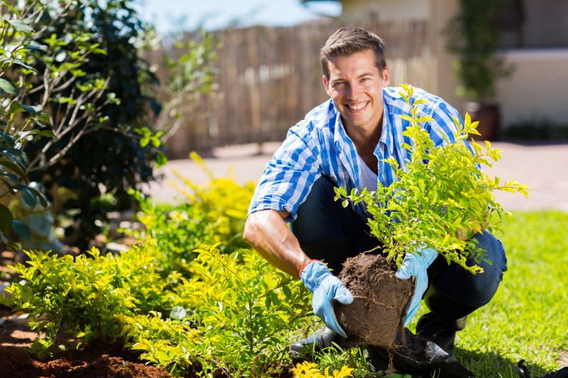 Shrubs Removal