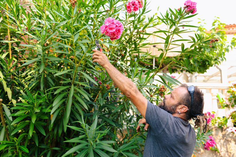 Shrubs Removal