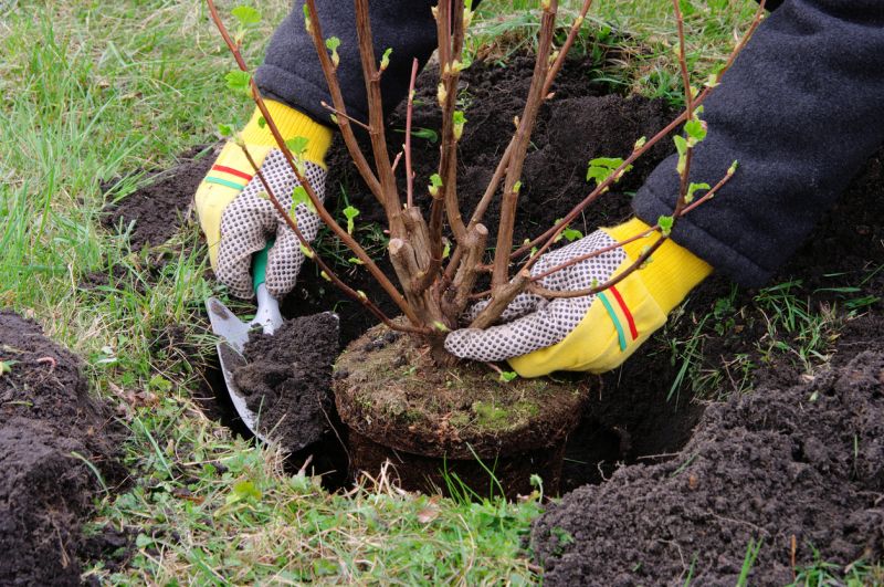 Shrubs Removal