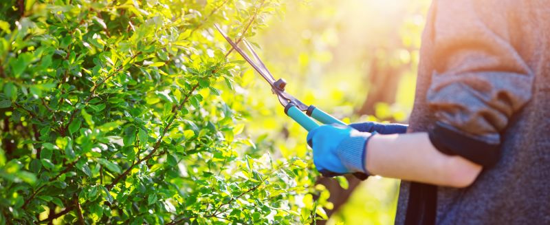 Shrubs Trimming